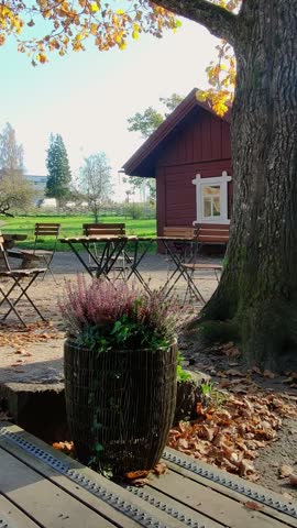 A charming yard in Finland featuring a potted plant with purple ling flowers in the foreground, swaying lightly in the autumn wind. In the background, there is a red wooden cabin, outdoor tables and chairs, and fallen yellow leaves under a large tree