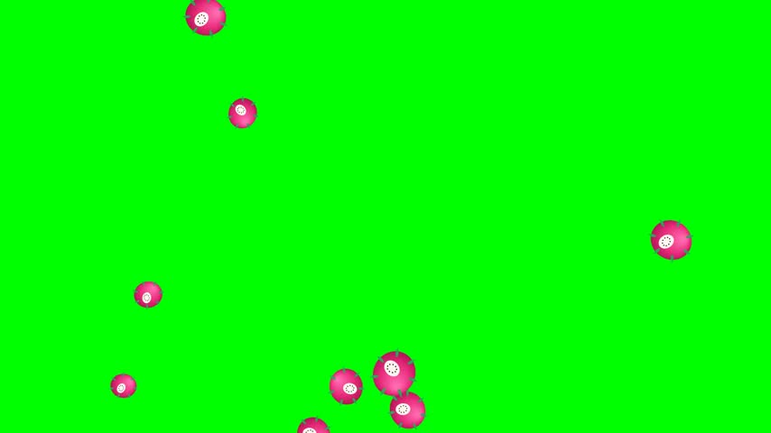 Falling dragonfruit with bright pink skin, green-tipped scales and a white flesh peek on pure chroma green; seamless 10s loop for easy keying.