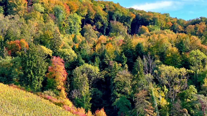 Vibrant autumn forest in colorful fall foliage below majestic snow-capped mountains in the Swiss Alps, Switzerland.