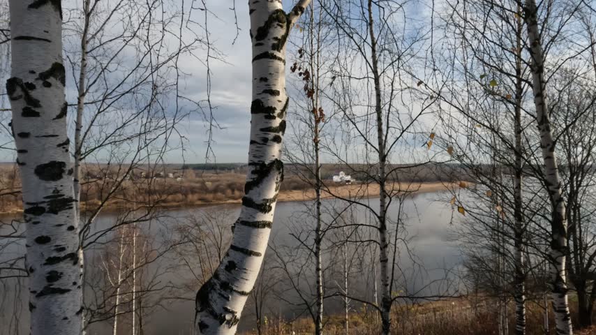 Autumn River Landscape Through Birch Trees on a Cloudy Day