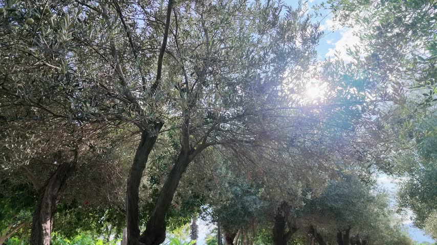 Sun shines through olive tree branches with green olives in a sunny mediterranean garden.
