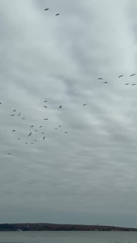 Flock of Canada Geese Flying in a Blue Sky, Quebec, Canada. Whiffling.