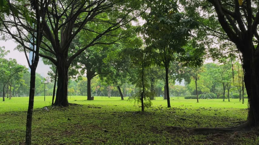 Panorama of tall tropical trees on a lawn in Lianhuashan Park