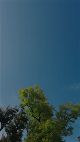 Flock of Crane Birds flying in a V formation