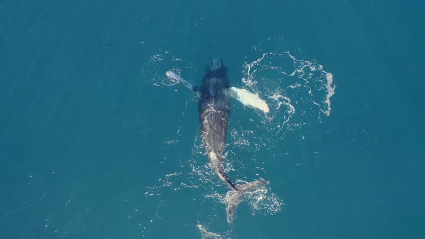 Top down drone shot of a wild humpback whale rolling on its back and flapping its long pectoral fins in clear blue ocean water.