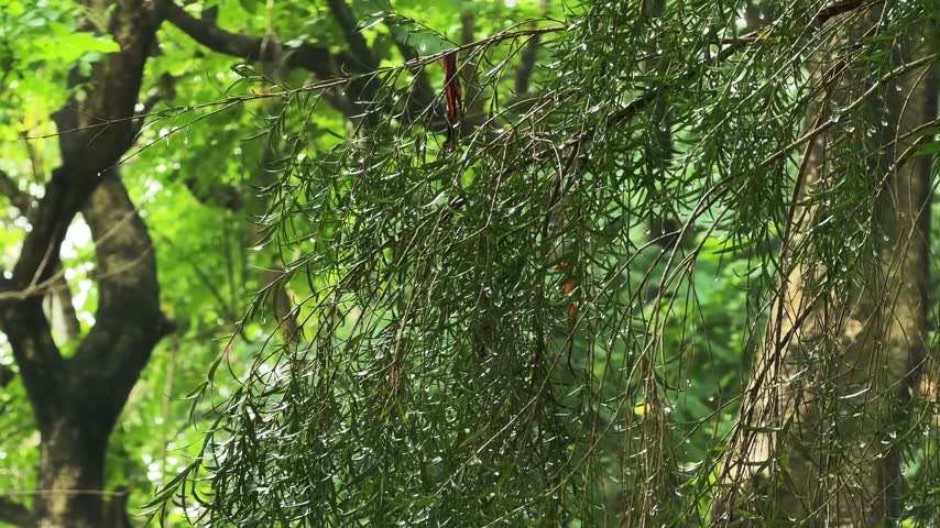 Close up of hanging branches and trunks in Lianhuashan Park