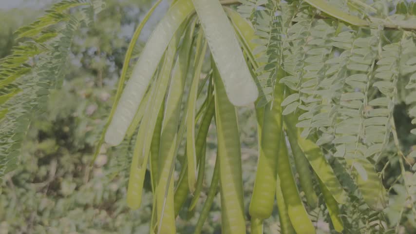 Bunch of green flat leucaena leucocephala seed pods hanging and swaying on tree branch with feathery green leaves in sunlight, close up of wild acacia tree fruits in nature garden