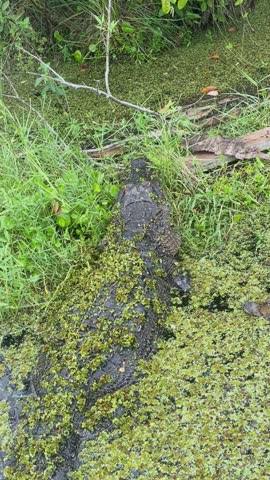 Alligator lying motionless in a green duckweed swamp beside grass, vertical video