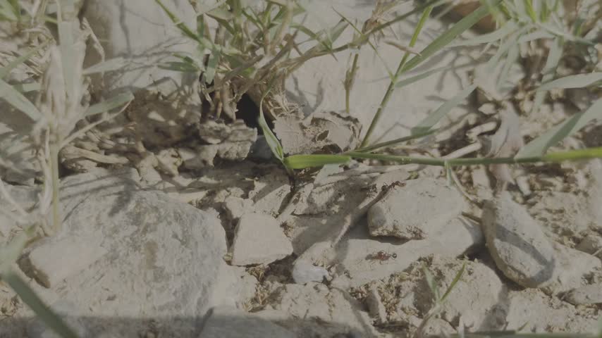 Close up of busy ants colony nest entrance hole among dry soil, small rocks and green grass on ground, tiny brown ants entering exiting nest carrying food, wildlife insects habitat in nature outdoors