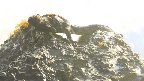 Marine iguana feeding on rocks gets hit by wave in the Galapagos Islands