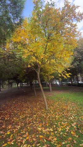 leaves falling from the trees in the park in autumn