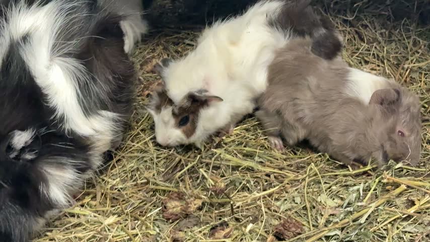 The cute guinea pigs have eaten and are now ready to play