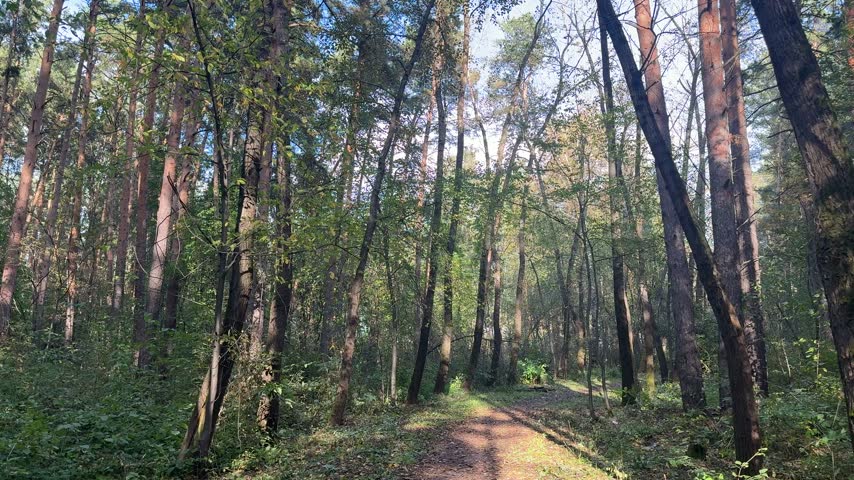 a view of the sky from the forest