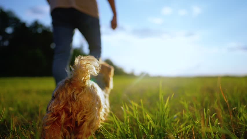 Nature scene shows meadow bathed in sunset glow. Grass field stretches through warm evening light outdoors. Pet dog explores countryside beside walking owner. Sunlight spreads across open field.