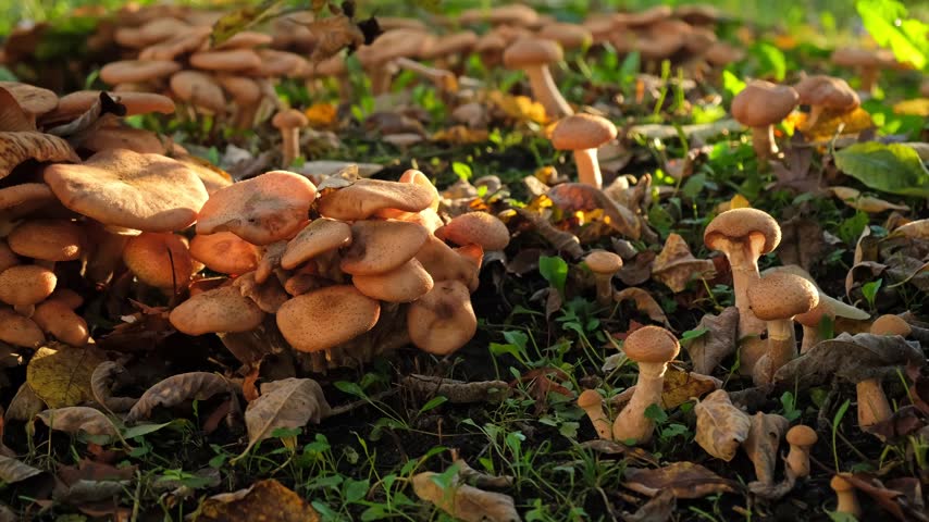 Large cluster of brown wild mushrooms growing on forest ground among dry autumn leaves, natural landscape close up. High quality 4k footage.