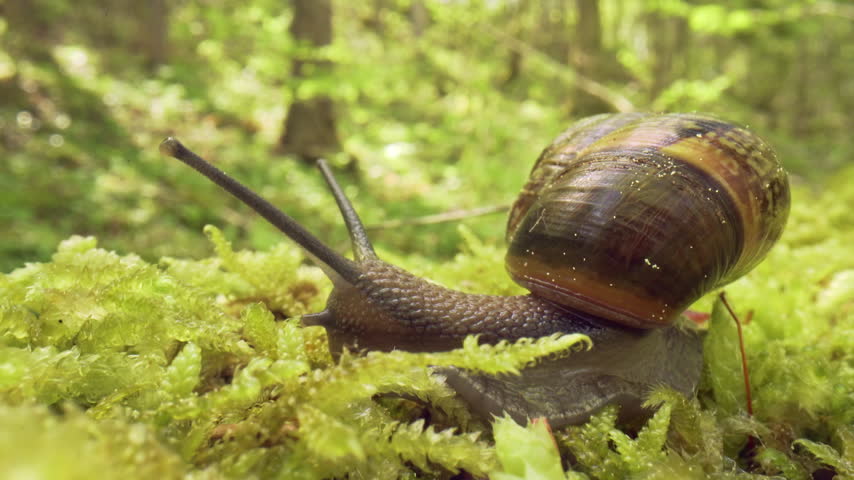 Snail crawling across vibrant moss in sunlit forest macro close-up, slow movement of patterned glossy shell and extended eyestalks, moist woodland ground scene,