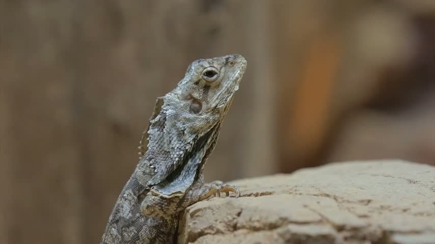 A detailed side profile portrait of an alert frilled lizard perched on a rock, showing its unique folded neck frill structure.
