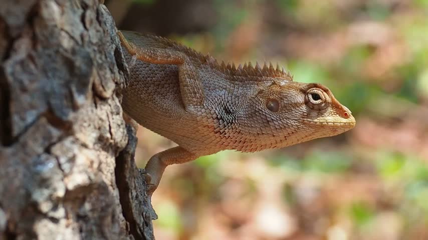 A close-up portrait of a changeable lizard or agamid lizard peeking from behind a rough tree trunk in a sunny forest environment.
