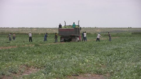 Closeup truck and migrant workers from Mexico harvesting watermelon. Truck away. South Texas farm. Row of labor throwing watermelons into worker in back of truck. 