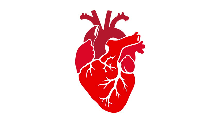 Anatomical Human Heart Beating Motion Graphic Animation, Medical Healthcare Cardiology Vector Icon Isolated on Pure White Background