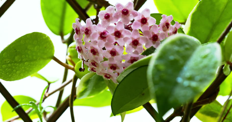Close-up of a cluster of blooming pink star-shaped orchids on a windowsill, surrounded by glossy green leaves covered with water droplets.