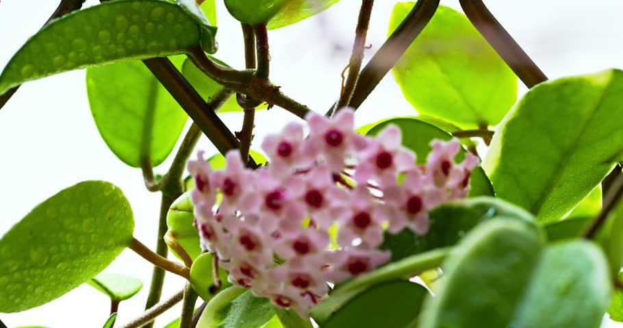 Close-up of a cluster of blooming pink star-shaped orchids on a windowsill, surrounded by glossy green leaves covered with water droplets.
