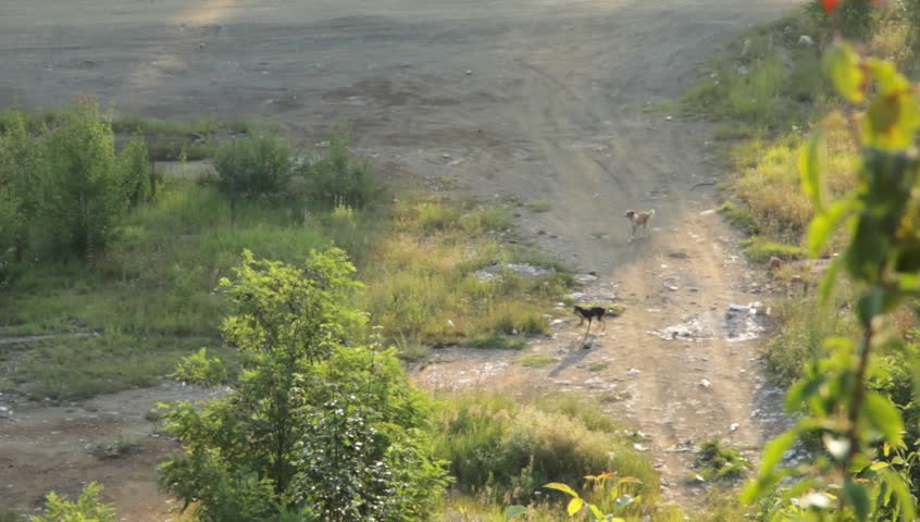 Two  dogs