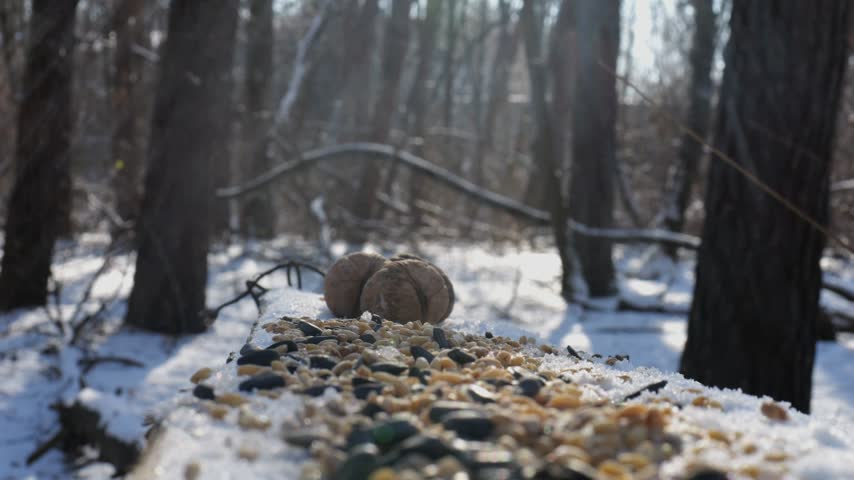 Cute tit birds pecking food from open feeding trough at snowy forest. Beautiful tomtits eating meal from wood feeder at sunny snow woodland. The scene captures care for wildlife and harmony of nature
