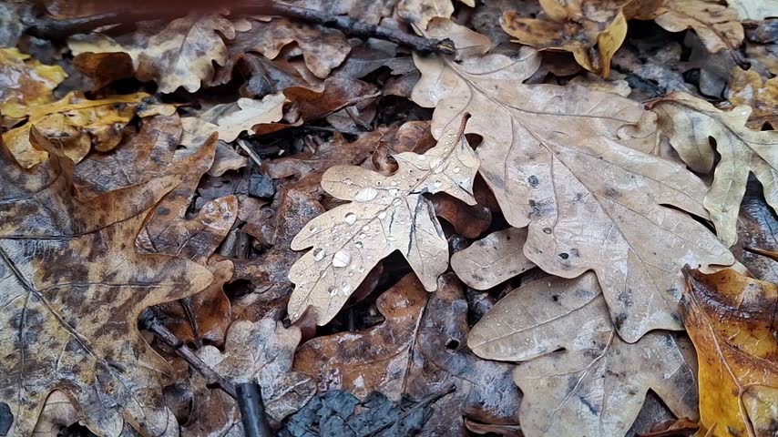 An oak leaf with raindrops lies among wet fallen leaves in the park