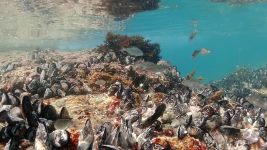 Mussels in their natural habitat, mussels on rocks undersea, group of common mussels together underwater, Sea waves hitting wild mussel on rocks, seafood, nature sea background, black mussels shells.