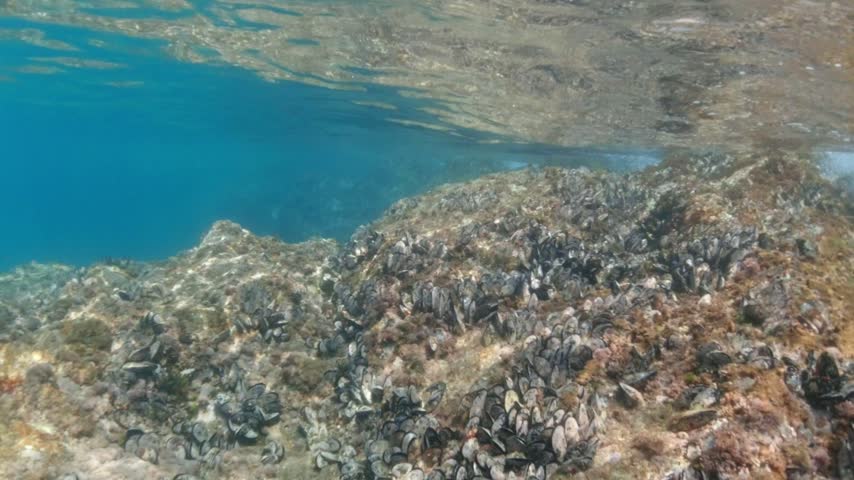 Mussels in their natural habitat, mussels on rocks undersea, group of common mussels together underwater, Sea waves hitting wild mussel on rocks, seafood, nature sea background, black mussels shells.