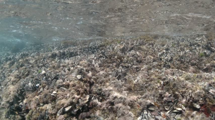 Mussels in their natural habitat, mussels on rocks undersea, group of common mussels together underwater, Sea waves hitting wild mussel on rocks, seafood, nature sea background, black mussels shells.