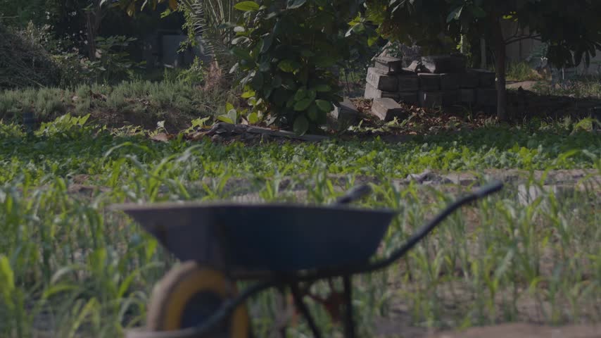 Blue wheelbarrow standing in young green corn field on small farm in warm sunlight, rack focus