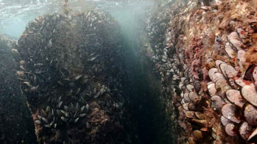 Mussels in their natural habitat, mussels on rocks undersea, group of common mussels together underwater, Sea waves hitting wild mussel on rocks, seafood, nature sea background, black mussels shells.
