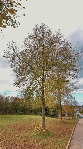 Autumn tree beside park path under cloudy sky with fading leaves and open grass