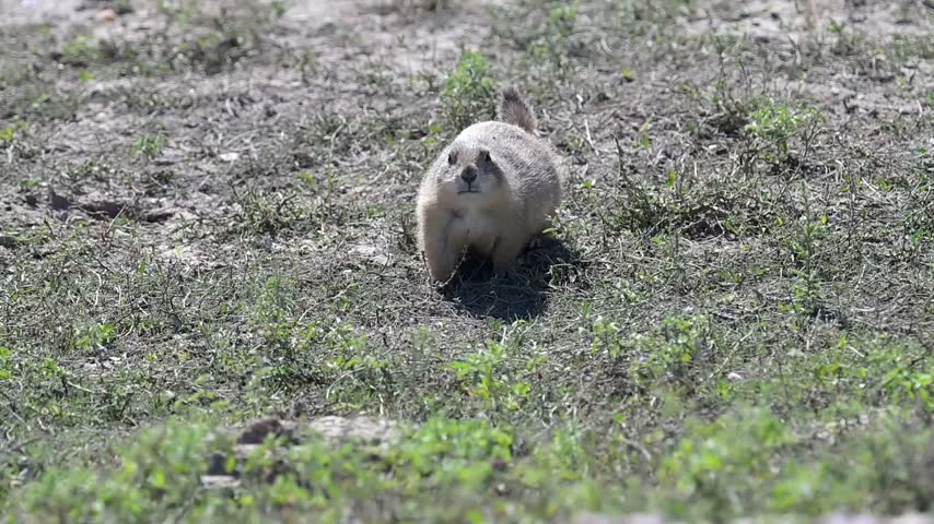 South Dakota. Badlands National Park. Closeup of a Black tailed Prairie Dog, Cynomys ludovicianus eating the prairie grass.