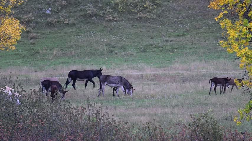 Custer, South Dakota. Custer State Park. A herd of Wild donkeys also called begging burros graze in the park in the fall.