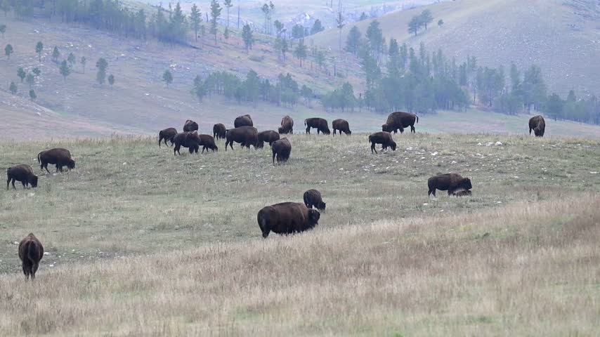 Custer, South Dakota. Custer State Park. A herd of American Bison, Bison bison grazing on the grass in the park in the evening. 