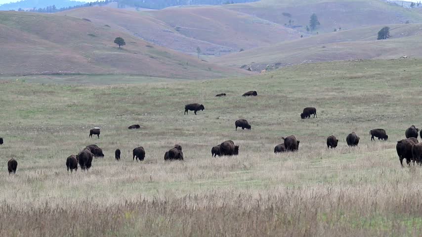 Custer, South Dakota. Custer State Park. A herd of American Bison, Bison bison grazing on the grass in the park in the evening. 