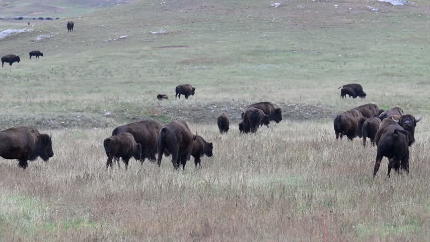 Custer, South Dakota. Custer State Park. A herd of American Bison, Bison bison grazing on the grass in the park in the evening. 