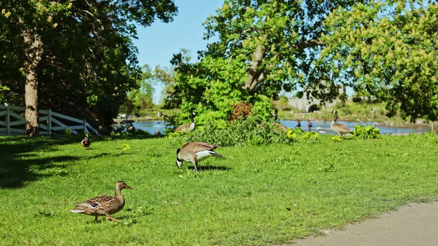 Ducks and geese move on the grass in a park. They walk near a body of water with trees and greenery around. The sun shines down on the scene. Other birds can be seen in the background.