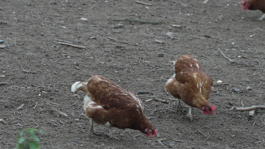 Two Brown Hens Foraging On Dirt Detail