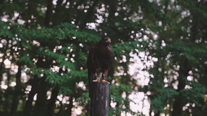 A Harris’s hawk with dark brown plumage, chestnut shoulders, and yellow talons perches on a weathered wooden post. Visible falconry anklets and jesses accompany the bird, while softly blurred green foliage and dappled light create a woodland backdrop.