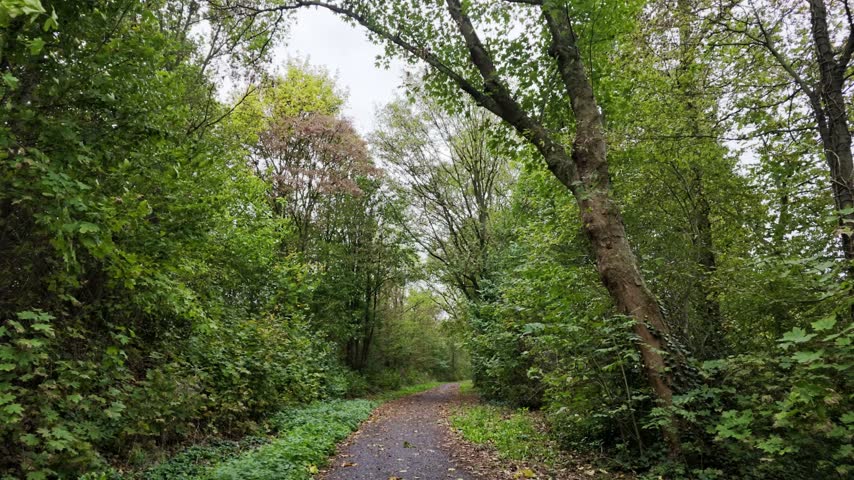 Scenic path through a lush green forest with tall trees and fallen autumn leaves on a cloudy day