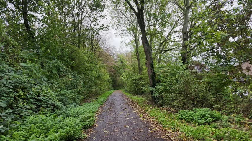 Scenic path through a lush green forest with tall trees and fallen autumn leaves on a cloudy day