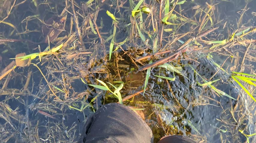 First-person perspective footage of someone walking through a swamp with clear, standing water.
