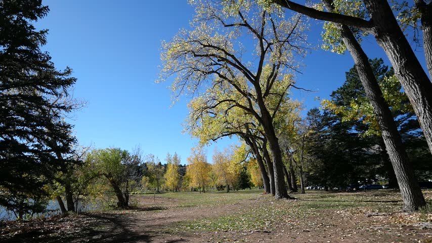 Golden Cottonwood Leaves Swaying in the Wind at Harlow Platts Park, Boulder, Colorado in Autumn
