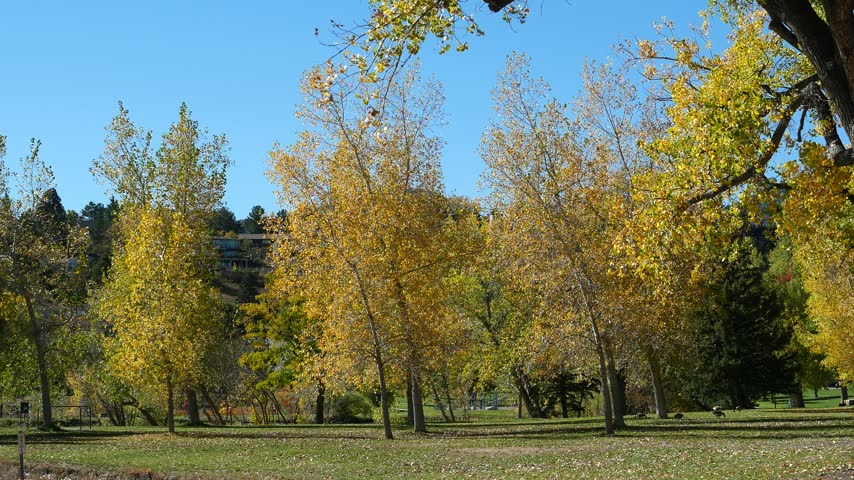 Golden Cottonwood Trees Swaying in the Breeze at Harlow Platts Park in Boulder Colorado