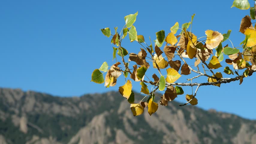 Golden Cottonwood Leaves Swaying in the Wind with Blurred Flatirons in Boulder Colorado