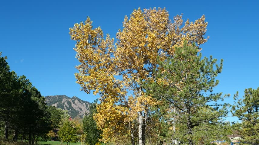 Large Golden Cottonwood Tree Swaying in the Wind with Flatirons in Boulder Colorado
